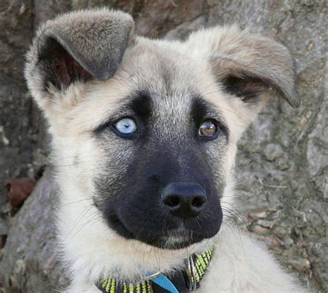 German shepherd eye colors - mmreka