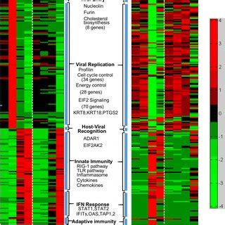 Host Gene Expression In Response To RSV Infection A549 Cells Or MDM