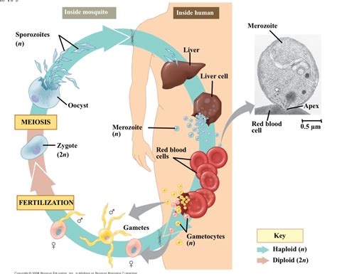 Plasmodium Life Cycle In Mosquito