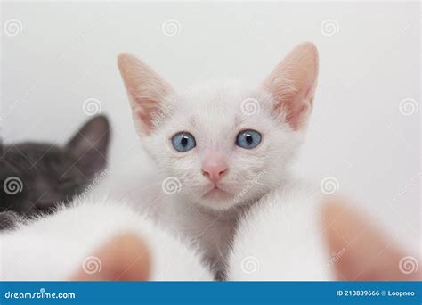 White Kittens with Blue Eyes with White Background Stock Photo - Image of meow, mammal: 213839666