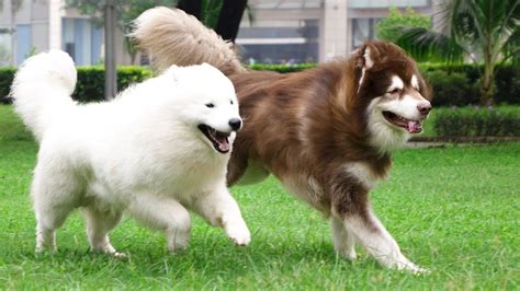 Alaskan Malamute Samoyed Poodle Mix Pets Lovers