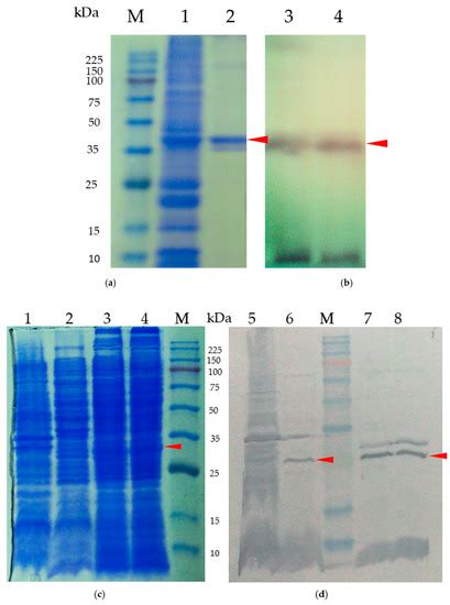 Ijms Special Issue Peptide Antimicrobial Agents 30