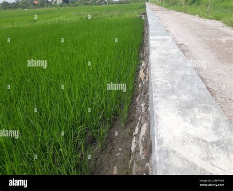 Paddy Field Scenery Hi Res Stock Photography And Images Alamy