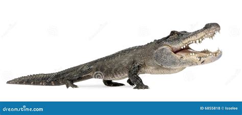 Funny Alligator stock photo. Image of scale, gator, leather - 6855818