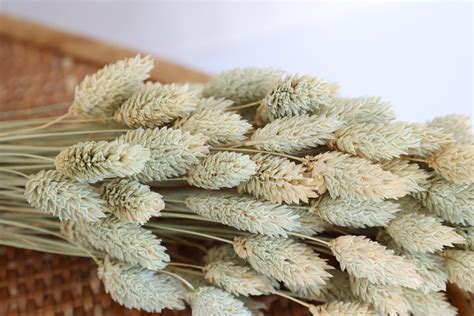 Natural Dried Phalaris Grass Flowerfantasee