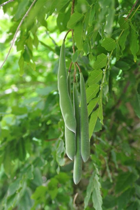 So Many Wisteria Runner Beans This Years Strange Weather H Flickr