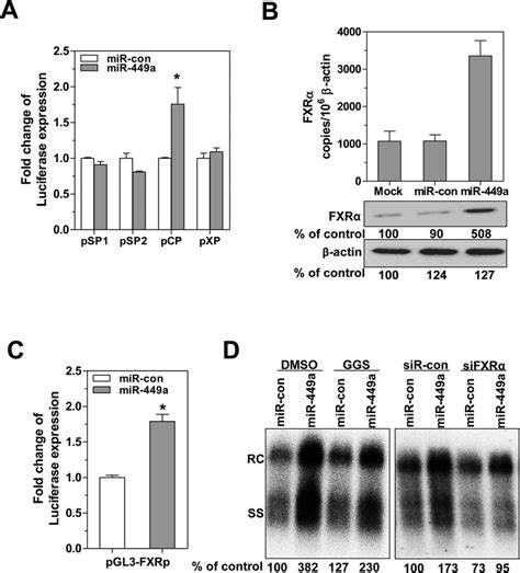 MiR 449a transactivates the HBV core promoter by upregulating FXRα