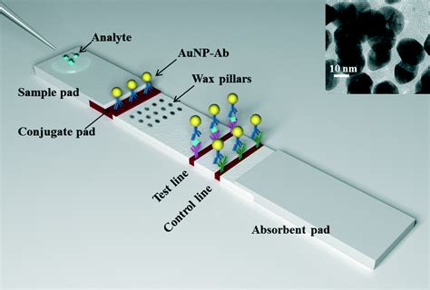 Improving Sensitivity Of Gold Nanoparticle Based Lateral Flow Assays By