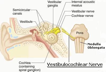 Vestibulocochlear Nerve (CN VIII): Origin, Course, Branches