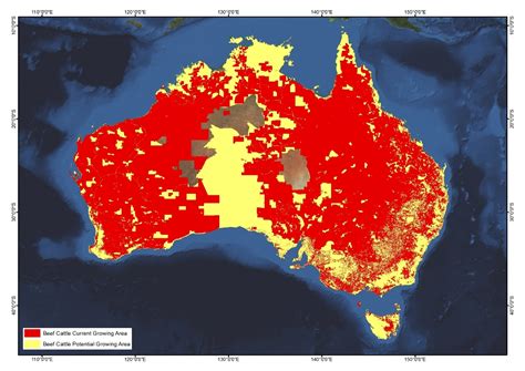 Beef Cattle Agrifutures Australia