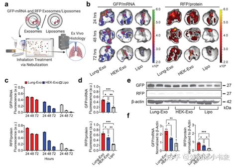 文献分享【extracell Vesicles】吸入式外泌体作为mrna载体的递送效果优于脂质体 知乎