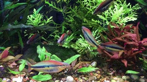 Beautiful Rainbowfish Chilatherina Alleni Wapoga 2 Youtube