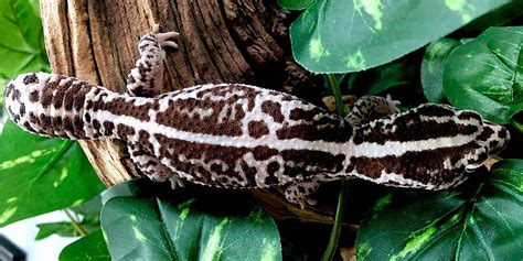 African Fat Tail gecko habitat | Fat Tailed gecko care | habitat ...