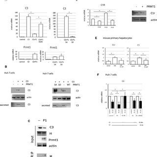 Prmt Regulates Methylation Of Hnrnp H A Genes Up Regulated Or