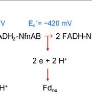 Proposed Flavin Based Electron Bifurcation In Red Involved In The