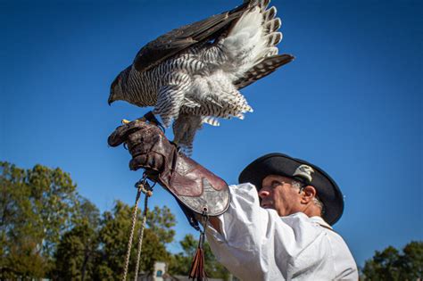 Birds Of Prey Midwest Falconry Ohio Renaissance Festival