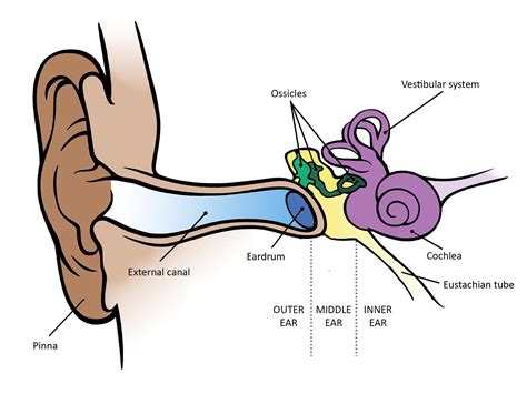 Inner Ear Drawing Free Download On Clipartmag