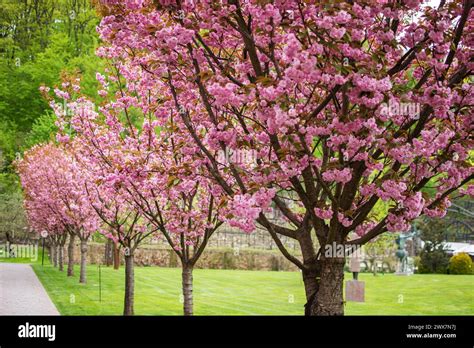 Sakura Cherry Blossoming Alley Wonderful Scenic Park With Rows Of