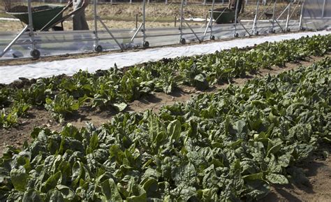 Newton Community Farm