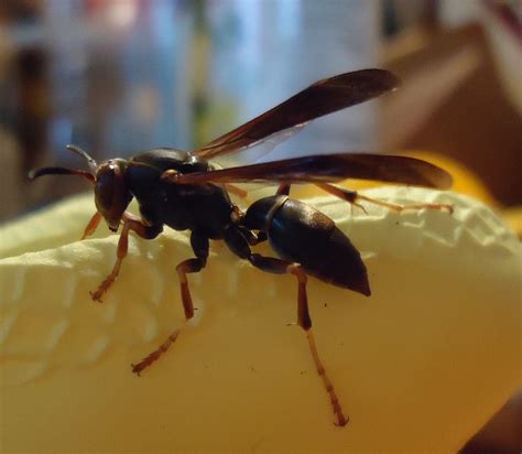 The Wasp Apologia – Cedar Writes