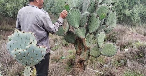 Beneficios Del Consumo De Nopal En La Dieta