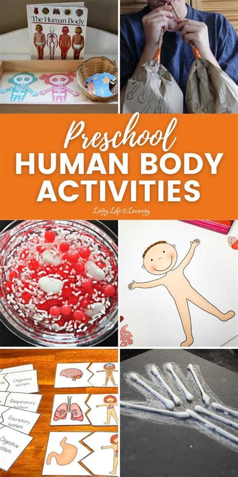 Preschool Human Body Activities In 2024 Human Body Activities Human