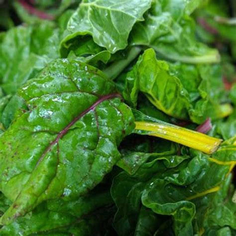 Swiss Chard – HillTop Greenhouse & Farms