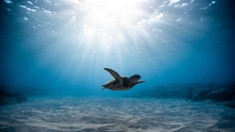 underwater animals pictures