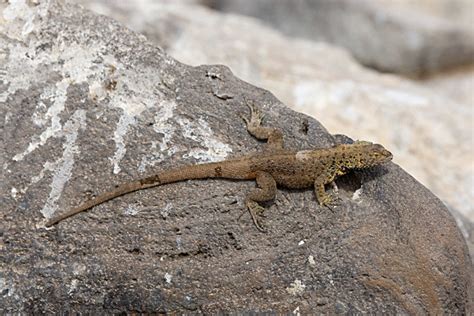 Lava Lizard (Microlophus spp.)