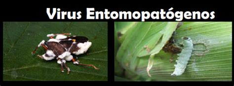 Entomología Virus Entomopatógenospdf Libros Y Manuales De Agronomia