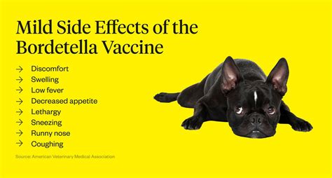 Bordetella Vaccine For Dogs: What To Know | Dutch