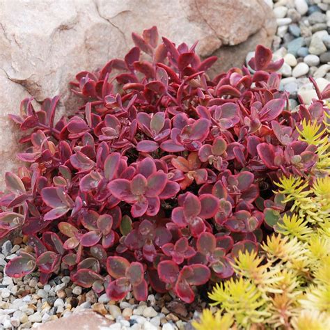 Sedum Sunsparkler Wildfire Sedum Stonecrop Jardins Michel Corbeil