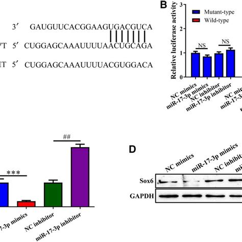 Sox Is A Target Gene Of Mir P In Osteoblasts A Sequence