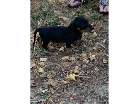 Miniature weiner puppy in Houston - Puppies for Sale Near Me