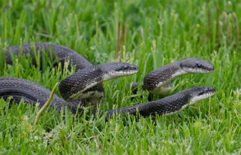 pantherophis alleghaniensis eastern ratsnake vermont reptile