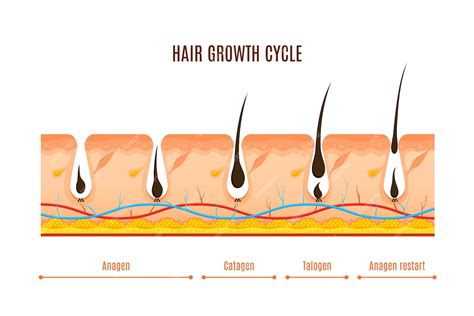 Quanto Tempo O Cabelo Cresce