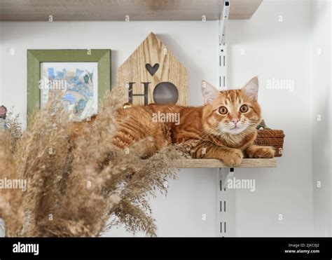 Cute Ginger Cat Lying On The Bookshelf Closeup Stock Photo Alamy