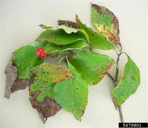 Dogwood Tree Diseases: A Comprehensive Guide - RTEC Treecare | Tree ...