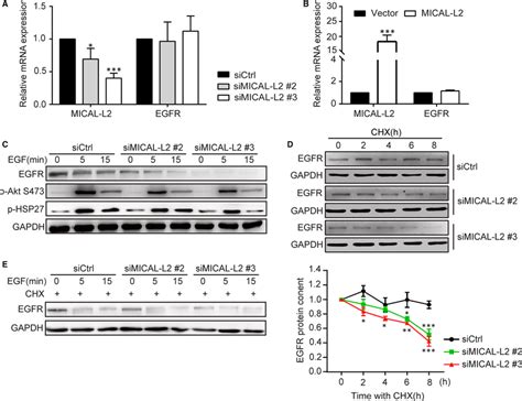 Micall Maintains Egfr Expression And Reduces Egfr Degradation A B