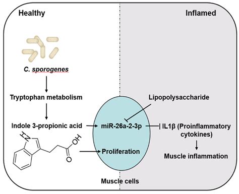 IJMS Free Full Text Indole 3 Propionic Acid A Functional