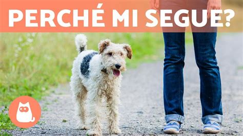 Perch Il Cane Mi Segue Ovunque Scopri I Motivi E Le Soluzioni Mio Cane