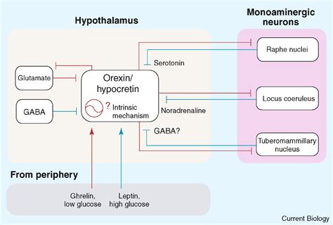 Orexinhypocretin Wired For Wakefulness Current Biology