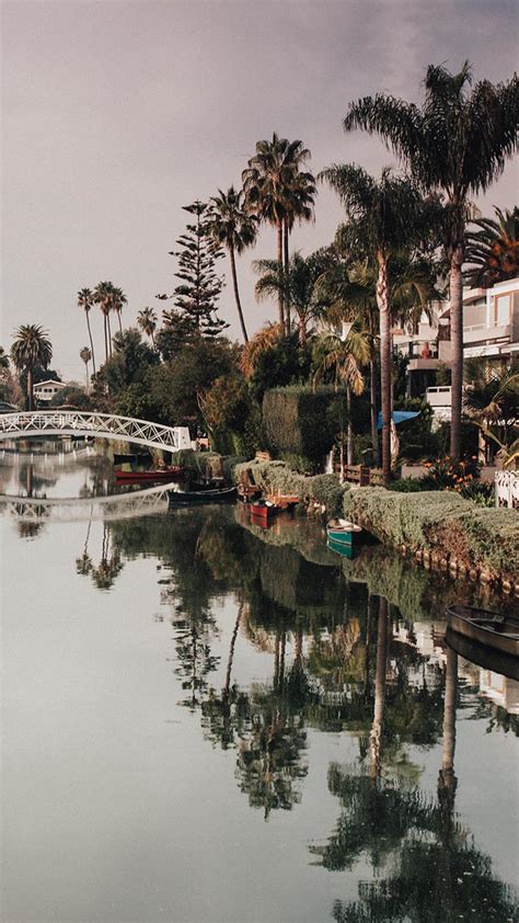 Los Angeles Iphone Wallpaper Water Waterway Reflection Tree Palm Tree