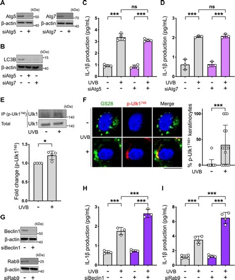 P Ulk1 Cell Signaling Technology Inc Bioz