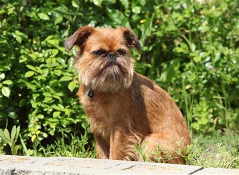 13 Brussels Griffon Mixes: Wonderful Little Waggers!