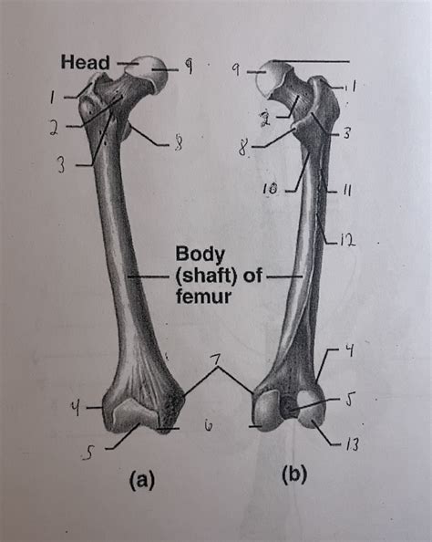 Femur Landmarks Diagram Quizlet