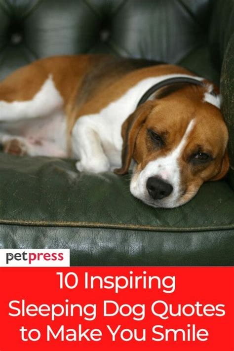 10 Inspiring Sleeping Dog Quotes to Make You Smile