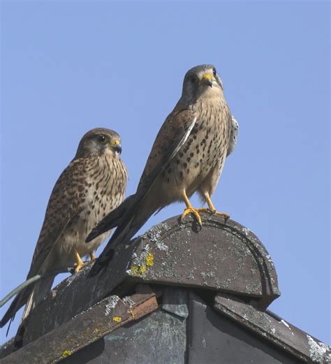 Dsc Copie Faucons Cr Cerelles Couple Anne Christine Favre Flickr