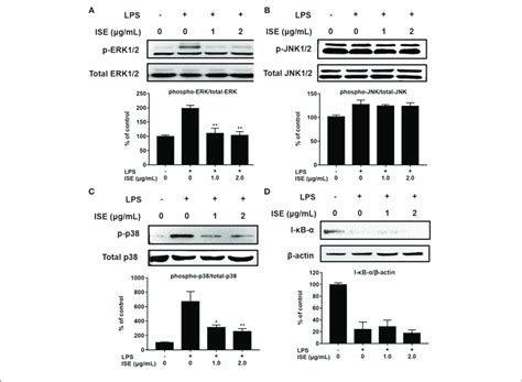 Effects Of Ise On Lps Induced Mapk And Nf B Signals Raw