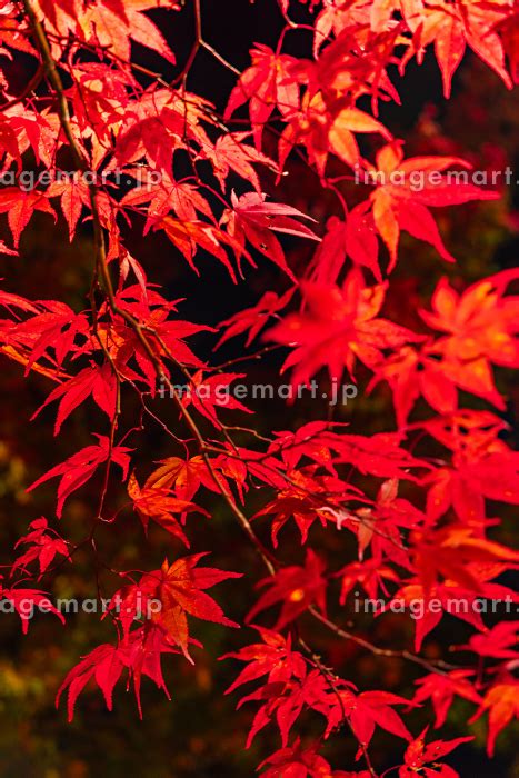 日本 青森県黒石市にある中野もみじ山のライトアップされた紅葉の写真素材 246458599 イメージマート